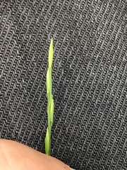 Festuca subverticillata