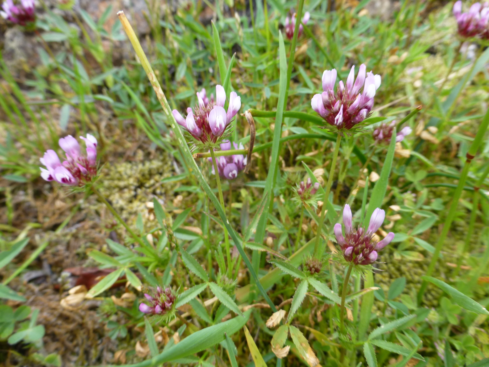 Trifolium willdenovii
