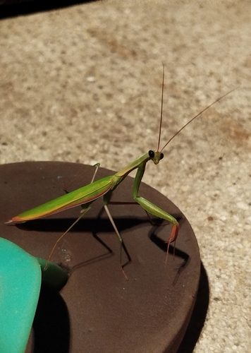 European Mantis