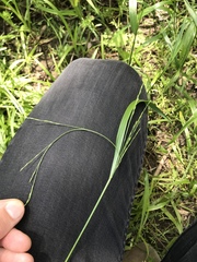 Festuca subverticillata