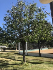 Pyrus calleryana