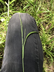 Festuca subverticillata