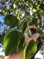 Pyrus calleryana