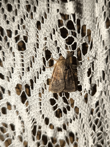 Six-striped Rustic