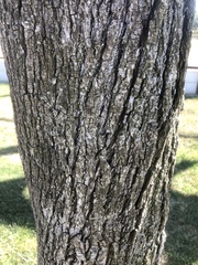 Pyrus calleryana