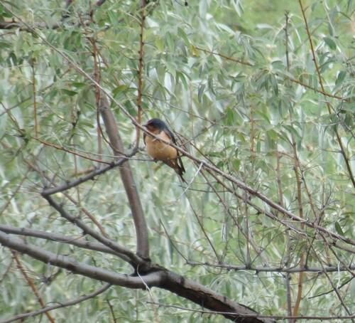 Barn Swallow