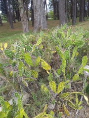 Opuntia arechavaletae