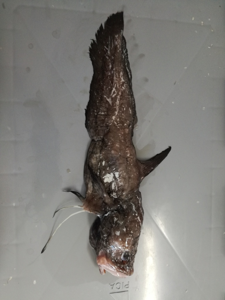 Highfin Tadpole Fish