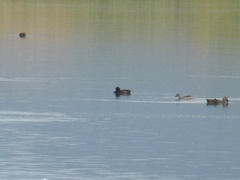 Netta erythrophthalma