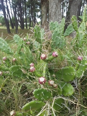 Opuntia arechavaletae