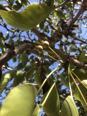 Pyrus calleryana