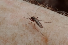 Culiseta alaskaensis