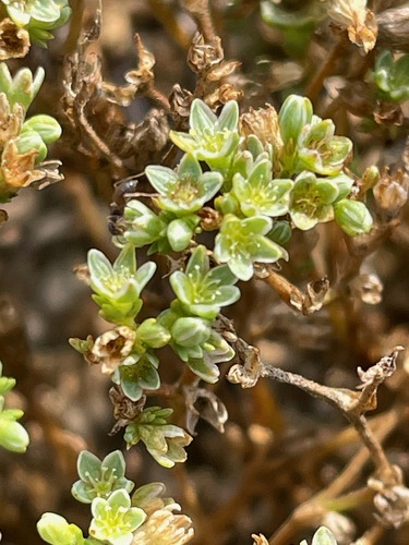 Scleranthus perennis, photograph 4