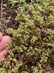 Scleranthus perennis, photograph (c) Tom Scavo, some rights reserved (CC BY)