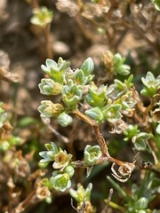 Scleranthus perennis, photograph (c) Tom Scavo, some rights reserved (CC BY)
