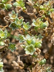 Scleranthus perennis, photograph (c) Tom Scavo, some rights reserved (CC BY)