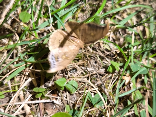 Scarce Hook-tip