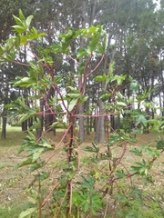 Ricinus communis