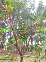 Ricinus communis
