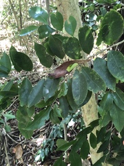 Drypetes lateriflora