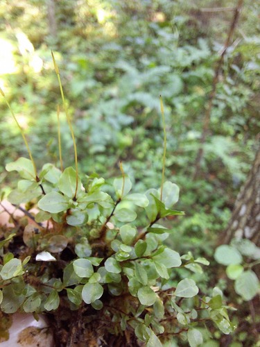 Dotted Thyme-moss