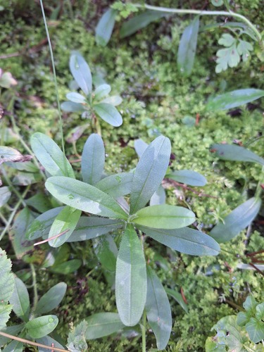 water forget-me-not