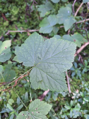 Blackcurrant