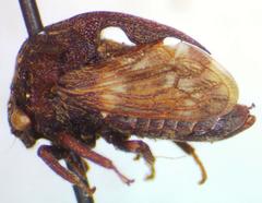 Campylocentrus