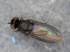 Cnemacantha muscaria