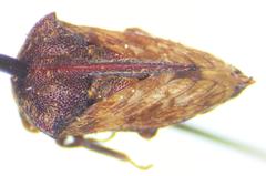 Campylocentrus