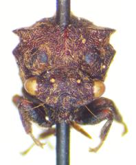Campylocentrus
