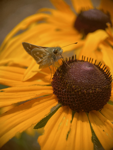 American Branded Skipper