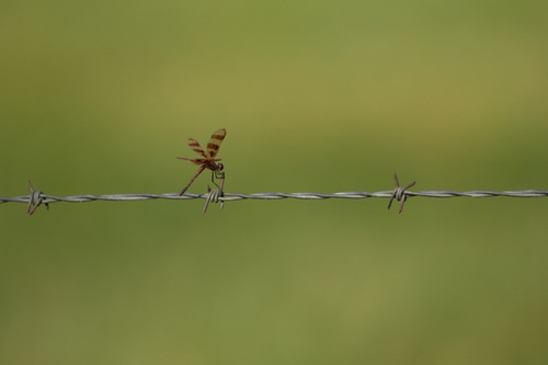 Halloween Pennant