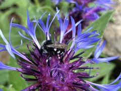 Melecta luctuosa