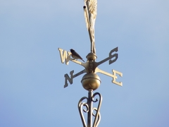 Phoenicurus phoenicurus