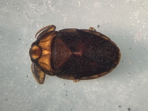 Ambrysus circumcinctus
