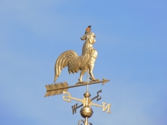 Phoenicurus phoenicurus