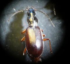Agonum thoreyi