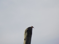 Phoenicurus phoenicurus