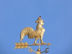 Phoenicurus phoenicurus