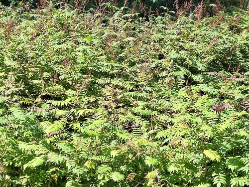 Sorbaria