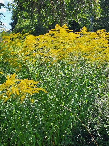 Canada goldenrod