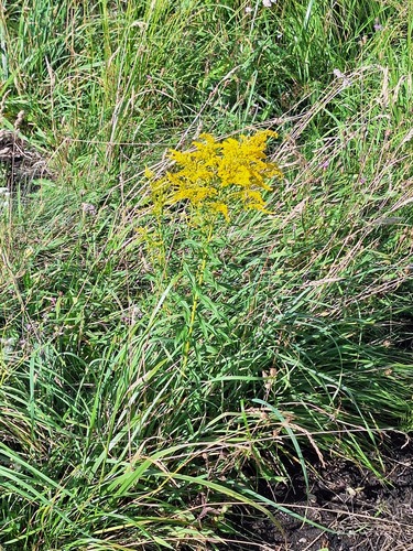 Canada goldenrod