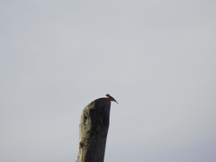 Phoenicurus phoenicurus