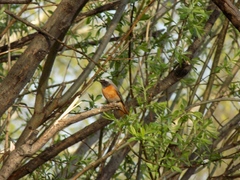 Phoenicurus phoenicurus