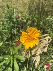 Coreopsis grandiflora