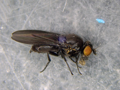 Cnemacantha muscaria