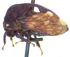 Campylocentrus