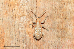 Myllocerus discolor