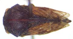 Campylocentrus